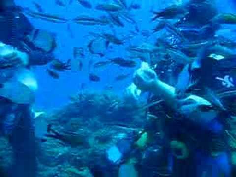 Dalış cennetleri galerisi resim 8