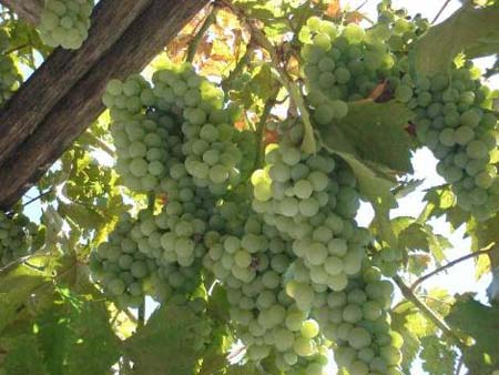 Mucizevi meyvenin faydaları galerisi resim 7