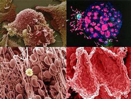 Vücudumuzdan 15 muhteşem görüntü galerisi resim 1