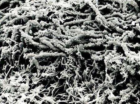 Vücudumuzdan 15 muhteşem görüntü galerisi resim 14