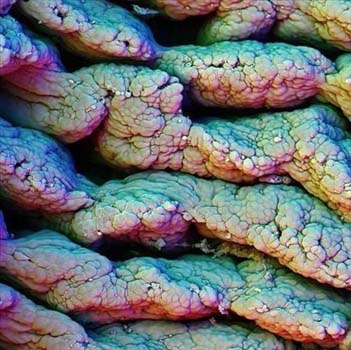 Vücudumuzdan 15 muhteşem görüntü galerisi resim 15