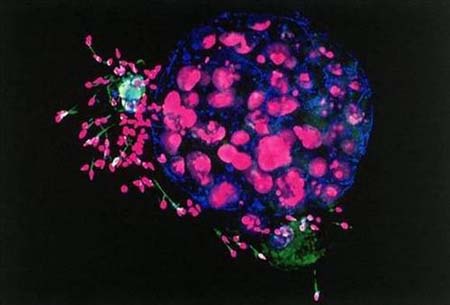 Vücudumuzdan 15 muhteşem görüntü galerisi resim 6