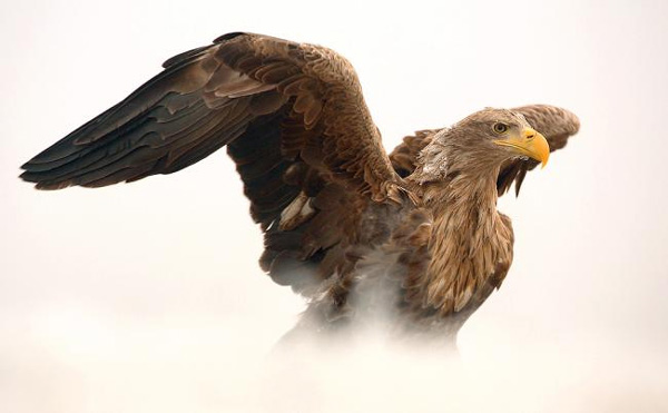 BU FOTOĞRAF AVRUPA'NIN GÖZDESİ OLDU galerisi resim 11