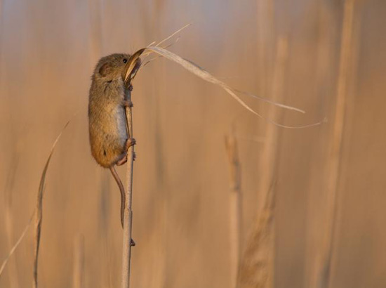 BU FOTOĞRAF AVRUPA'NIN GÖZDESİ OLDU galerisi resim 12