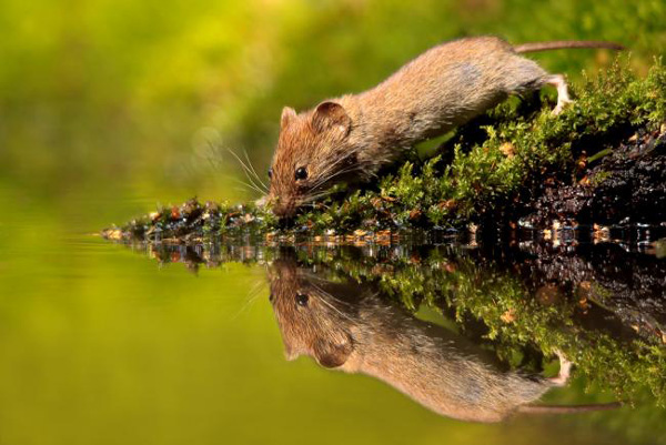 BU FOTOĞRAF AVRUPA'NIN GÖZDESİ OLDU galerisi resim 13