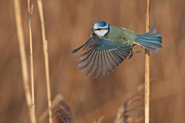 BU FOTOĞRAF AVRUPA'NIN GÖZDESİ OLDU galerisi resim 14