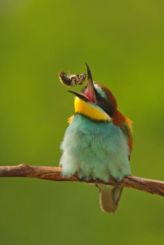 BU FOTOĞRAF AVRUPA'NIN GÖZDESİ OLDU galerisi resim 17