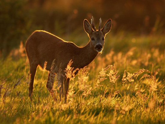 BU FOTOĞRAF AVRUPA'NIN GÖZDESİ OLDU galerisi resim 18