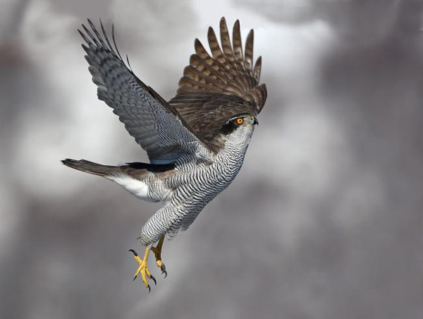 BU FOTOĞRAF AVRUPA'NIN GÖZDESİ OLDU galerisi resim 2