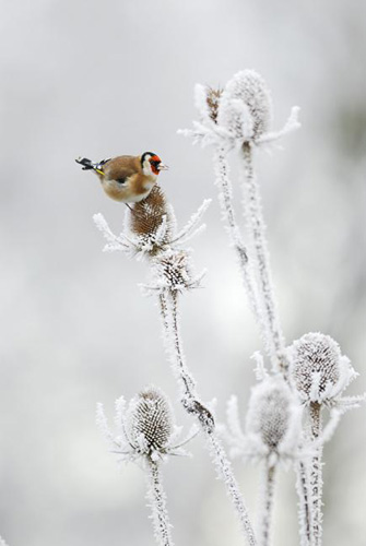 BU FOTOĞRAF AVRUPA'NIN GÖZDESİ OLDU galerisi resim 22