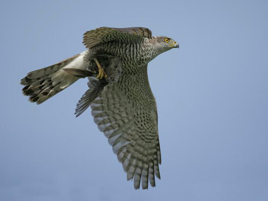 BU FOTOĞRAF AVRUPA'NIN GÖZDESİ OLDU galerisi resim 5
