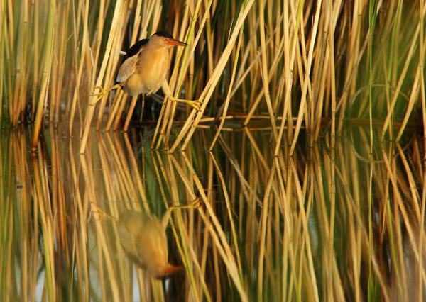BU FOTOĞRAF AVRUPA'NIN GÖZDESİ OLDU galerisi resim 6