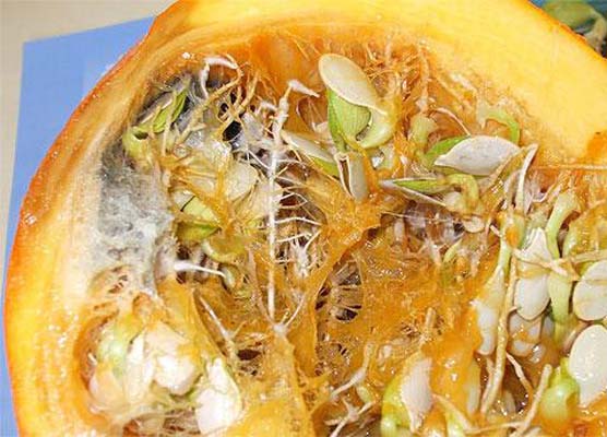 Kabak çekirdeğinin bilinmeyenleri galerisi resim 10