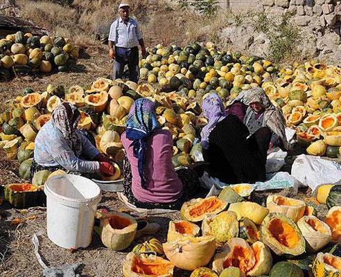 Kabak çekirdeğinin bilinmeyenleri galerisi resim 18