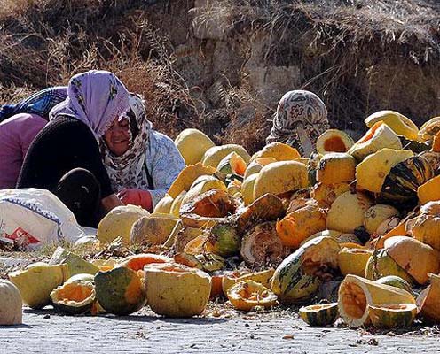 Kabak çekirdeğinin bilinmeyenleri galerisi resim 19