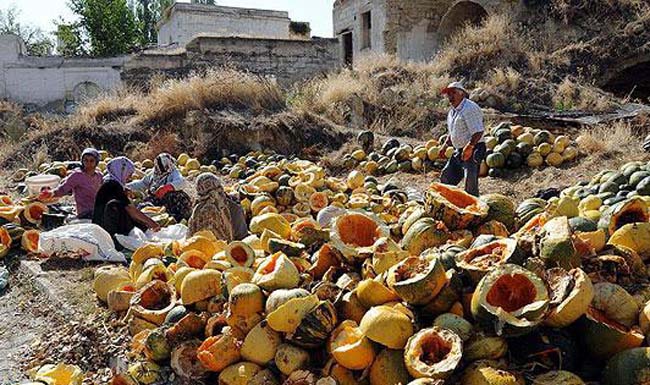 Kabak çekirdeğinin bilinmeyenleri galerisi resim 20