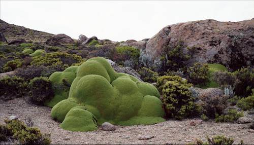 Yaşayan en eski varlıklar... galerisi resim 1