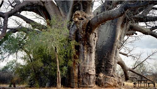 Yaşayan en eski varlıklar... galerisi resim 10