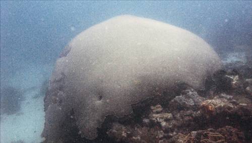 Yaşayan en eski varlıklar... galerisi resim 11