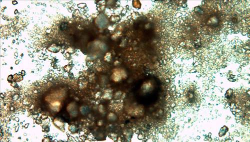 Yaşayan en eski varlıklar... galerisi resim 12