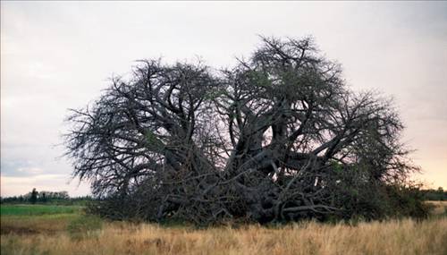 Yaşayan en eski varlıklar... galerisi resim 15