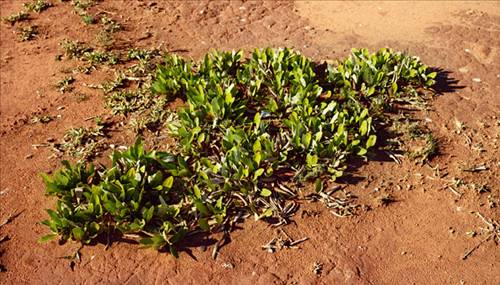 Yaşayan en eski varlıklar... galerisi resim 16