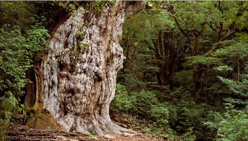 Yaşayan en eski varlıklar... galerisi resim 2