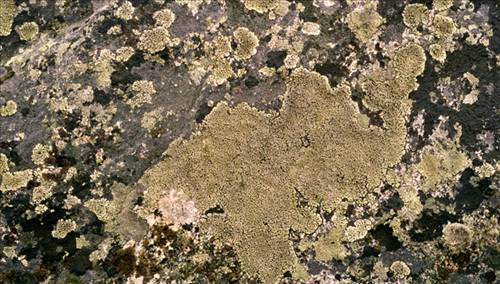 Yaşayan en eski varlıklar... galerisi resim 3