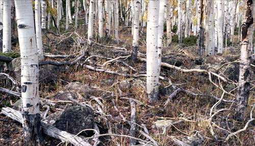 Yaşayan en eski varlıklar... galerisi resim 4