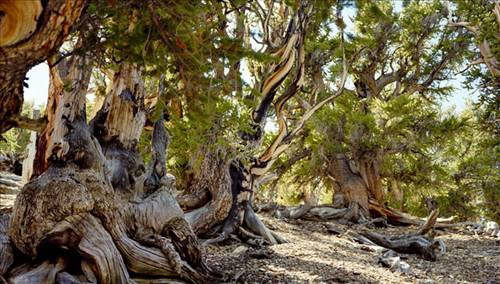 Yaşayan en eski varlıklar... galerisi resim 5