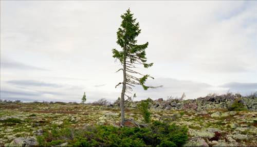 Yaşayan en eski varlıklar... galerisi resim 7