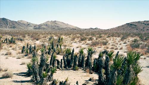Yaşayan en eski varlıklar... galerisi resim 8