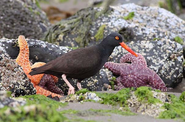 Böylesi ilk kez galerisi resim 15