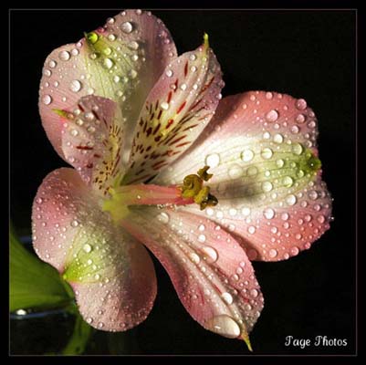 Böylesi ilk kez galerisi resim 21