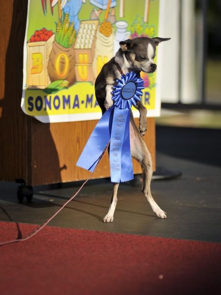 En çirkin köpek seçildi galerisi resim 6