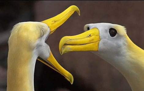 Çok acaip fotoğraflar! galerisi resim 1