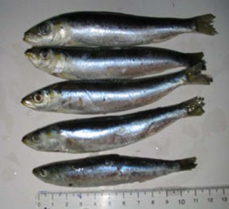 Hangi besini nasıl tüketmeliyiz? galerisi resim 8