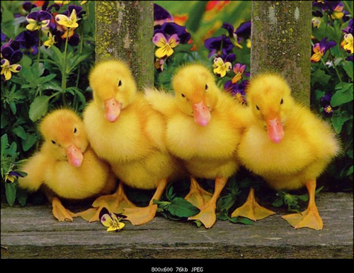 Sevimli Hayvanlar galerisi resim 1