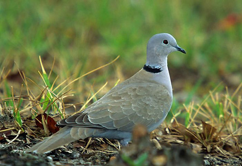 Sevimli Hayvanlar galerisi resim 12