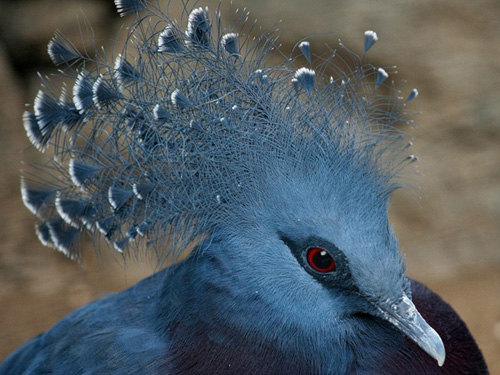 Sevimli Hayvanlar galerisi resim 14