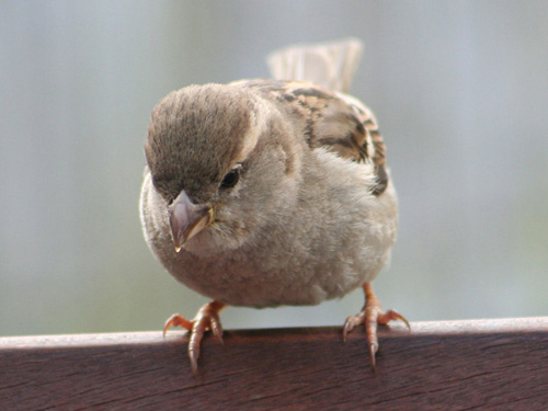 Sevimli Hayvanlar galerisi resim 16