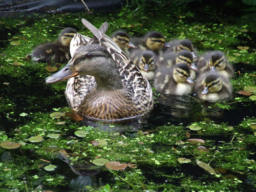 Sevimli Hayvanlar galerisi resim 17