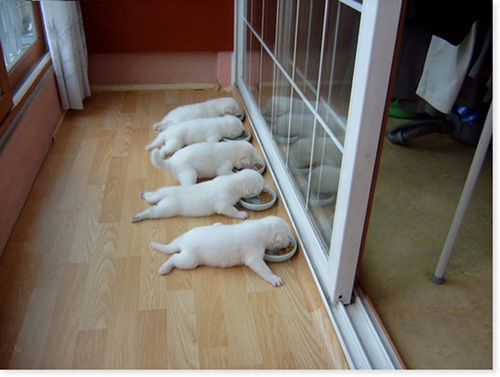 Sevimli Hayvanlar galerisi resim 18