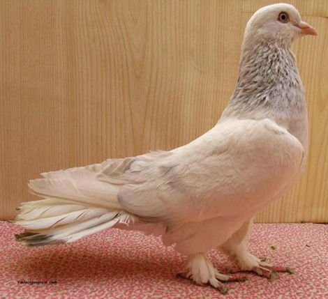 Sevimli Hayvanlar galerisi resim 19