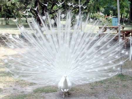 Sevimli Hayvanlar galerisi resim 20