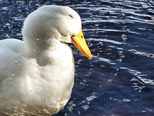 Sevimli Hayvanlar galerisi resim 3