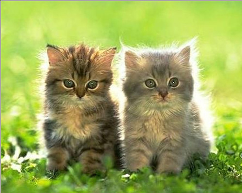 Sevimli Hayvanlar galerisi resim 4