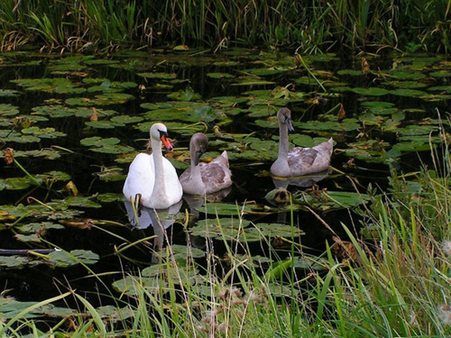 Sevimli Hayvanlar galerisi resim 5