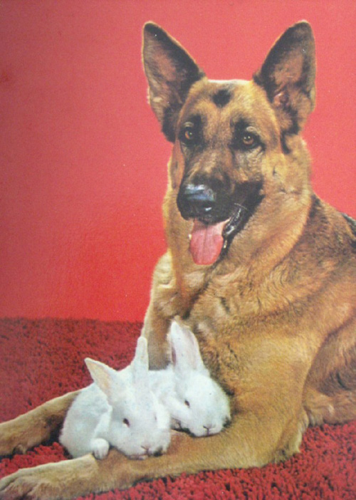 Sevimli Hayvanlar galerisi resim 6