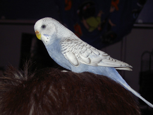 Sevimli Hayvanlar galerisi resim 8